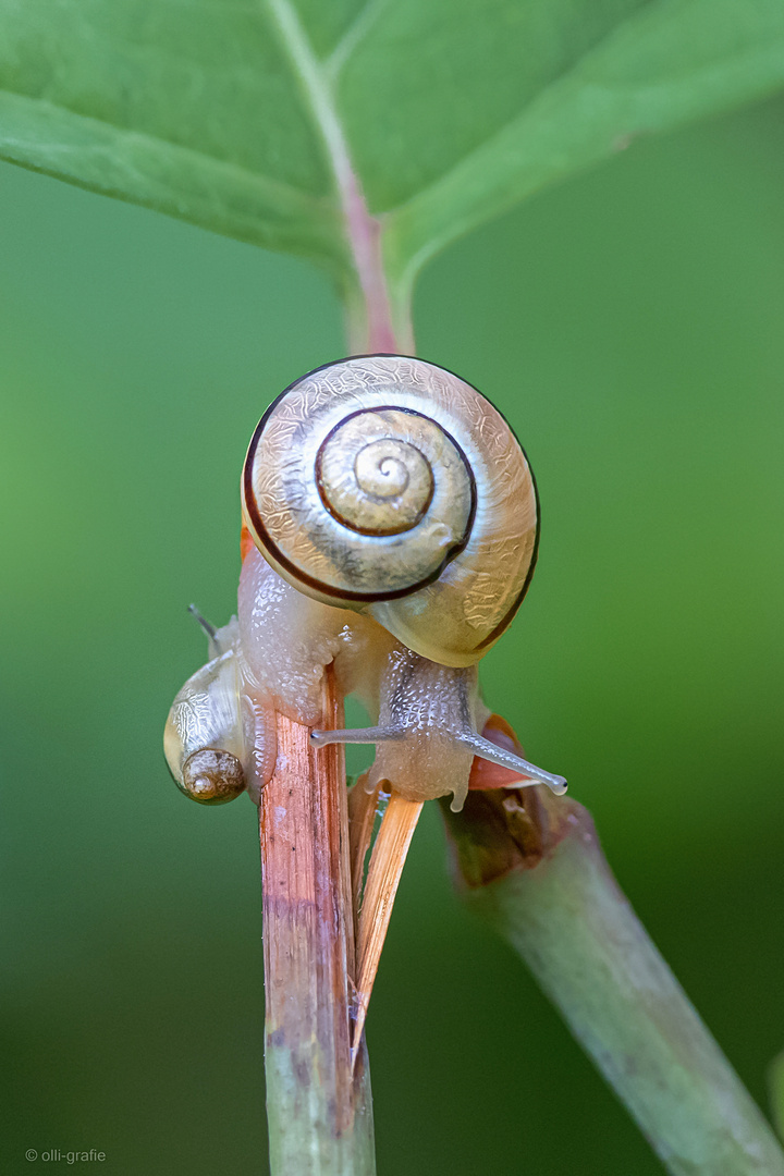 Schnecke eben