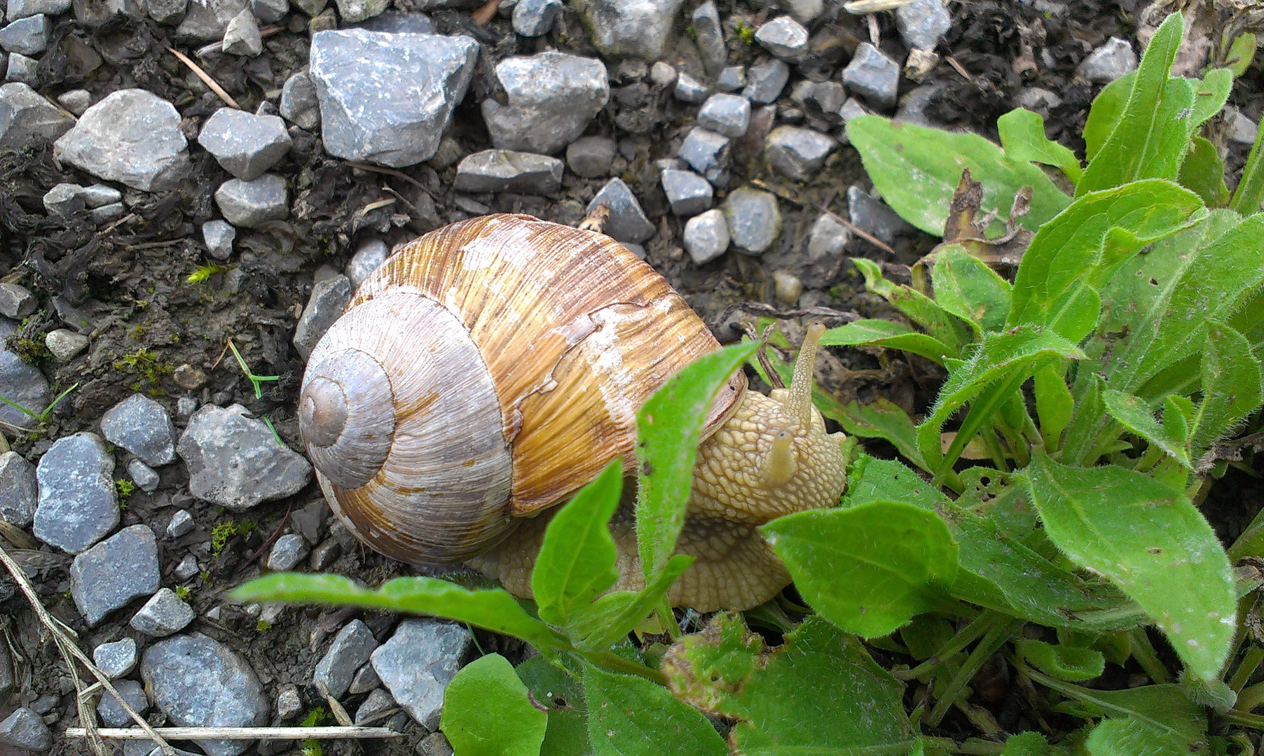 Schnecke