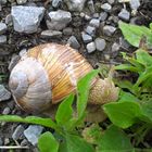 Schnecke