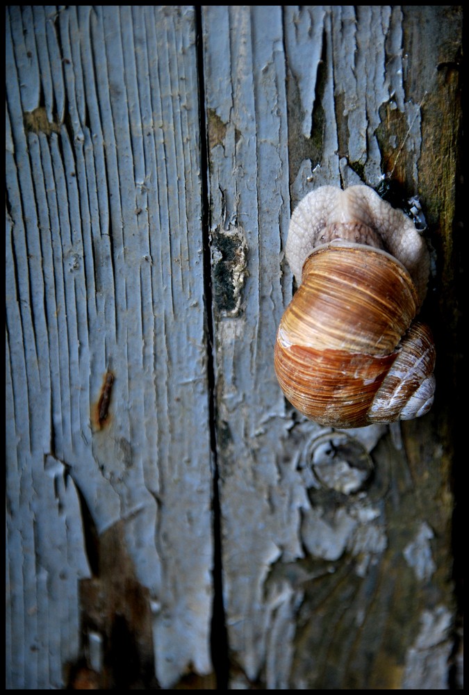 Schnecke von Rrriot