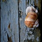 Schnecke