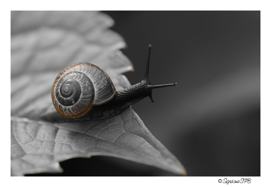 Schnecke