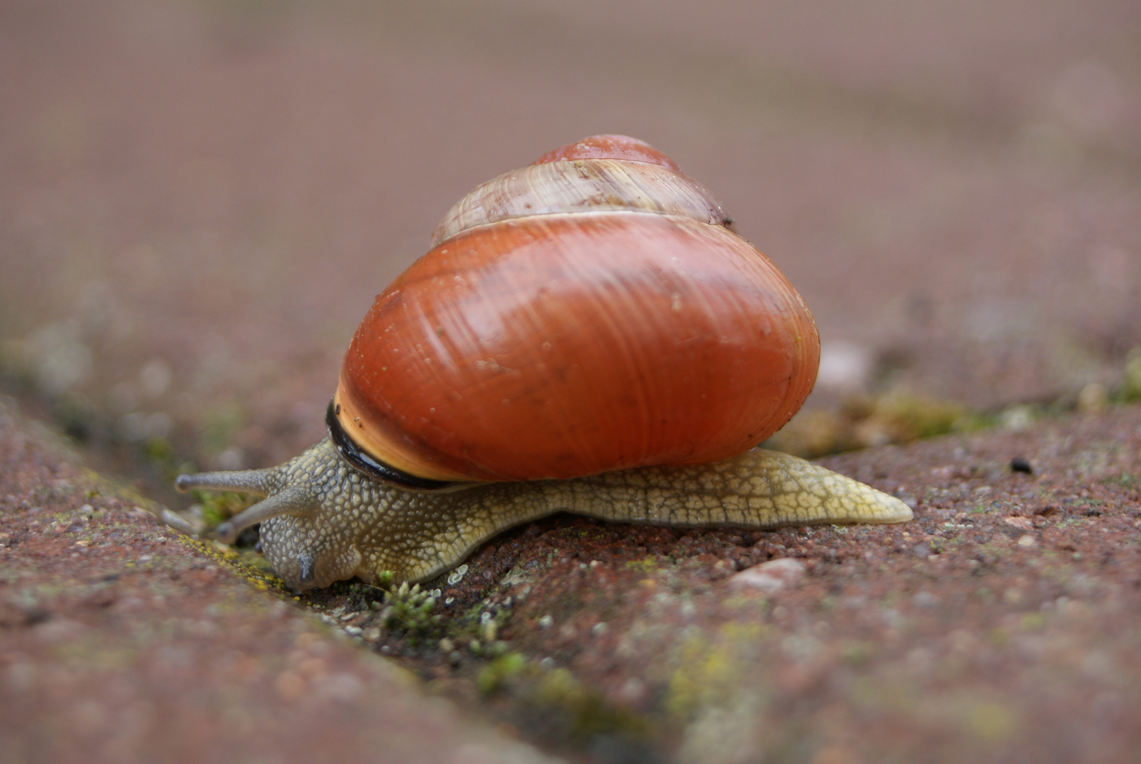 Schnecke