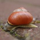 Schnecke