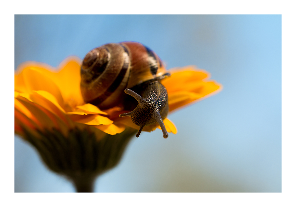 Schnecke