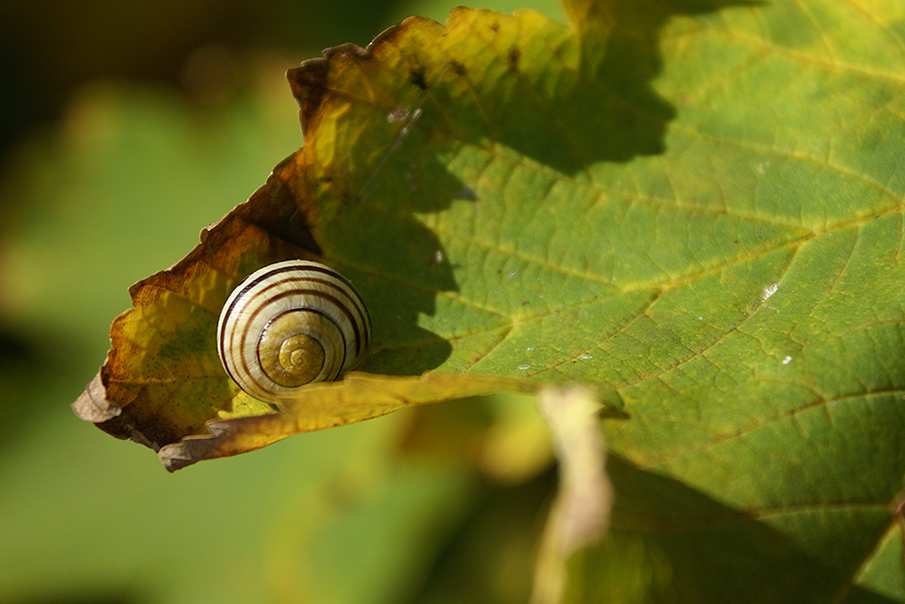 Schnecke