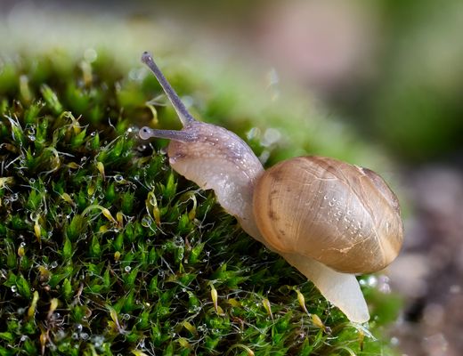 Schnecke erklettert Moos