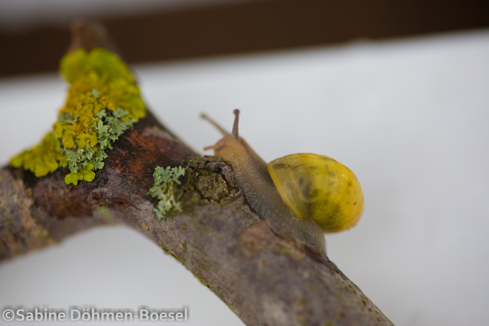 Schnecke erklimmt den Zweig