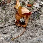 Schnecke erwache!!!!