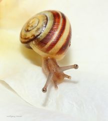 Schnecke