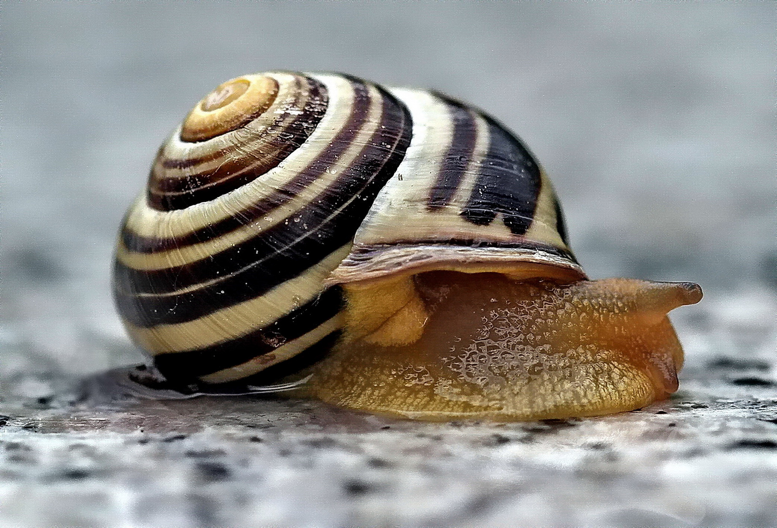 „Schnecke“ Foto & Bild | tiere, wildlife, schnecken & muscheln Bilder