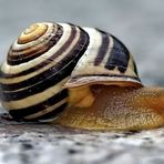 „Schnecke“