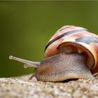 Schnecke