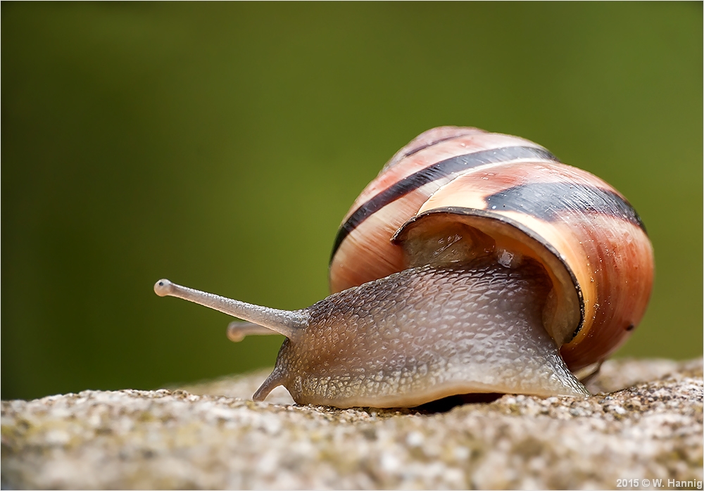 Schnecke