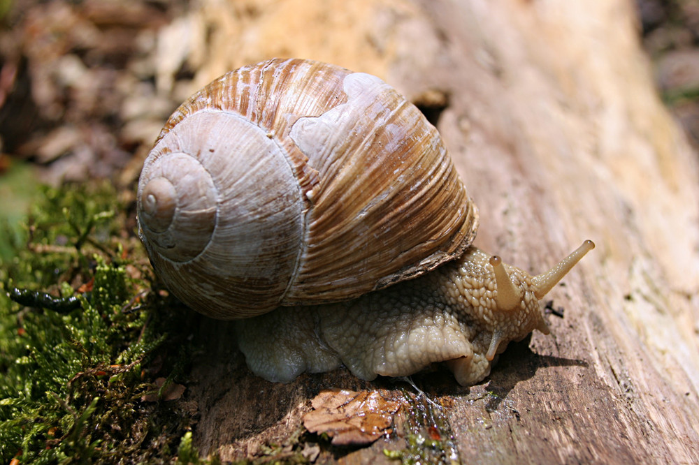 Schnecke