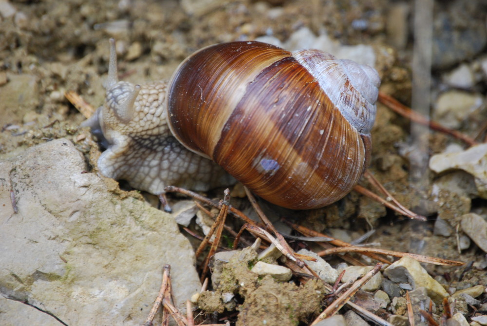 Schnecke