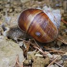 Schnecke