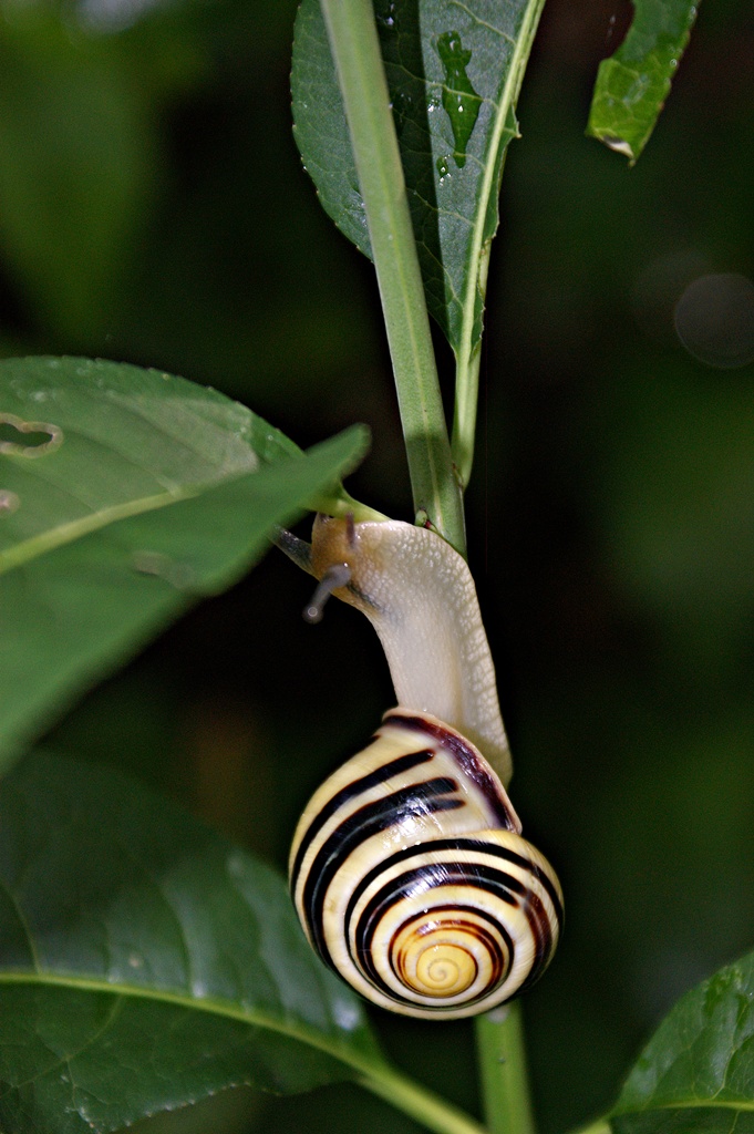 Schnecke...