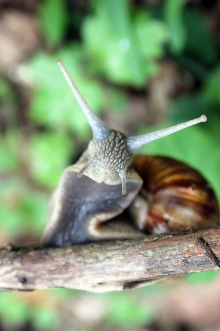 Schnecke