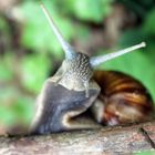 Schnecke