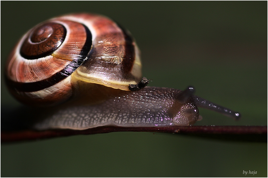 Schnecke