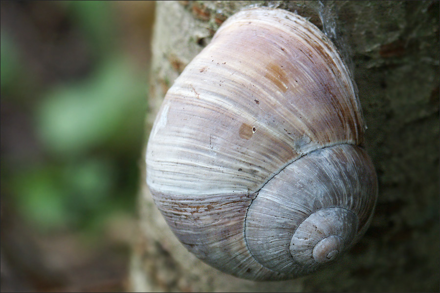 Schnecke