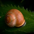 Schnecke