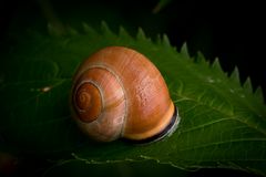 Schnecke