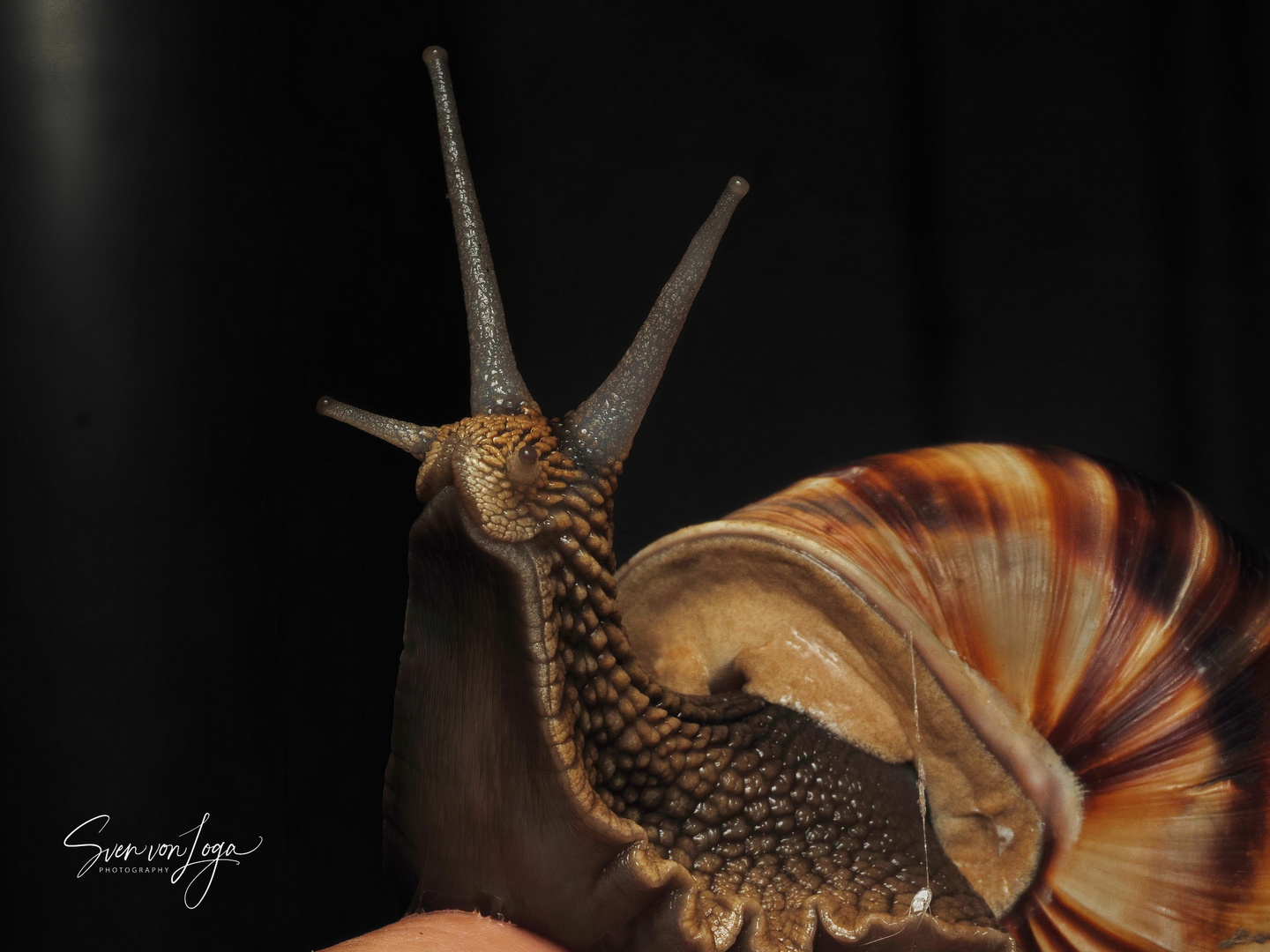 Schnecke