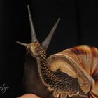 Schnecke