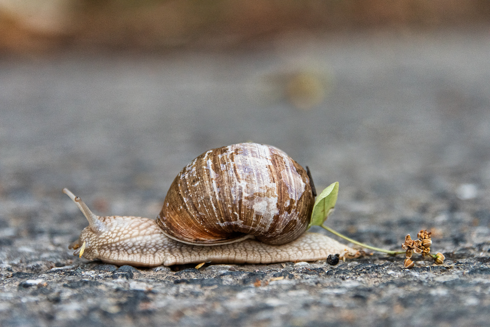 Schnecke