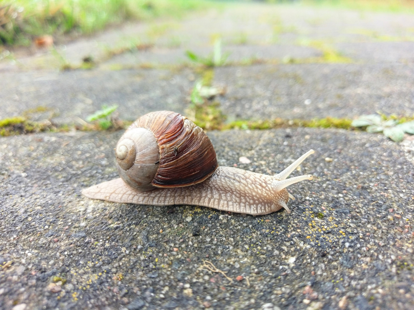 Schnecke 