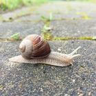 Schnecke 