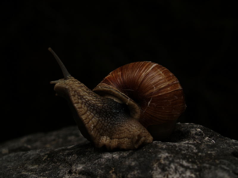 schnecke