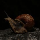 schnecke