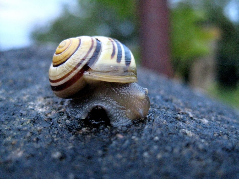 Schnecke von Antimony 