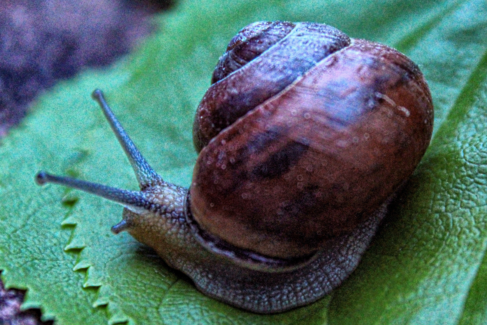 Schnecke