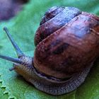 Schnecke