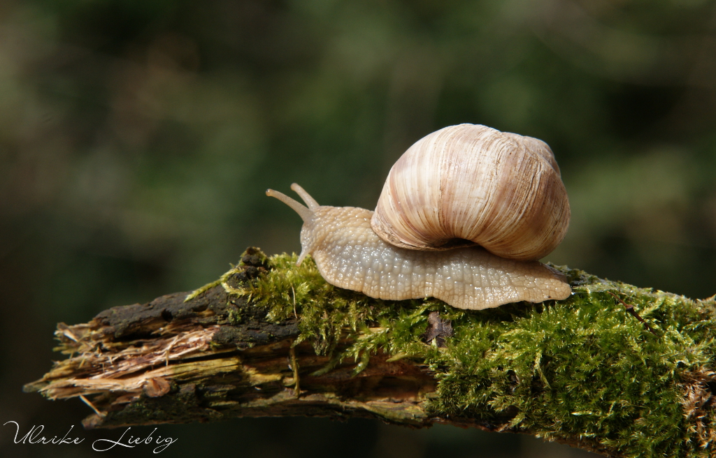 Schnecke