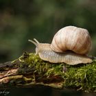 Schnecke