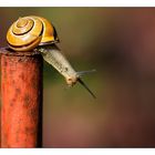 ----Schnecke-----