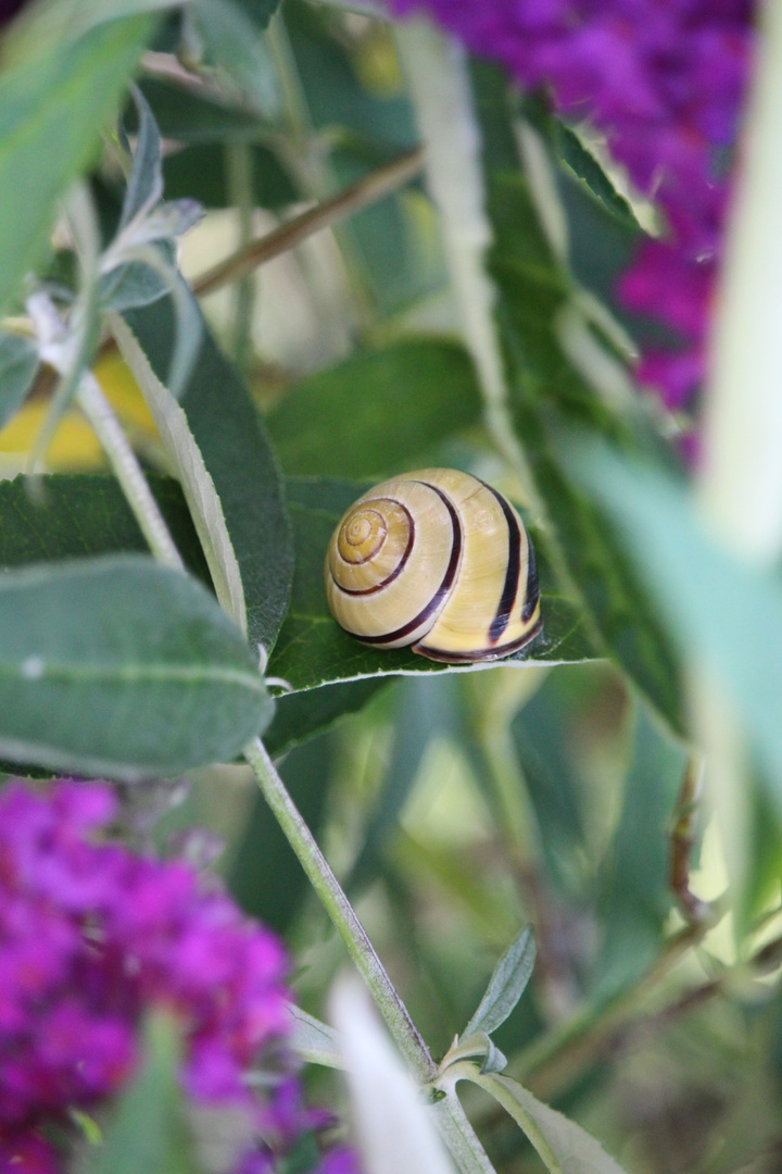 Schnecke