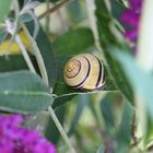 Schnecke