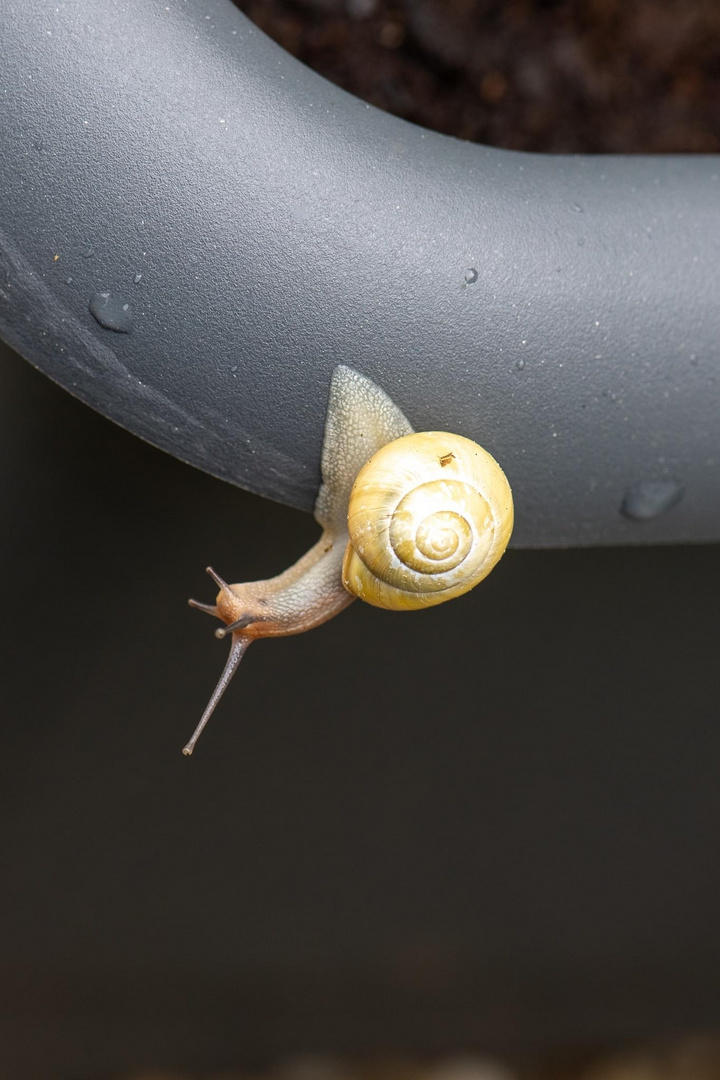 Schnecke 