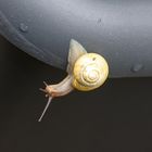 Schnecke 