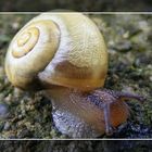 Schnecke