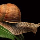 Schnecke