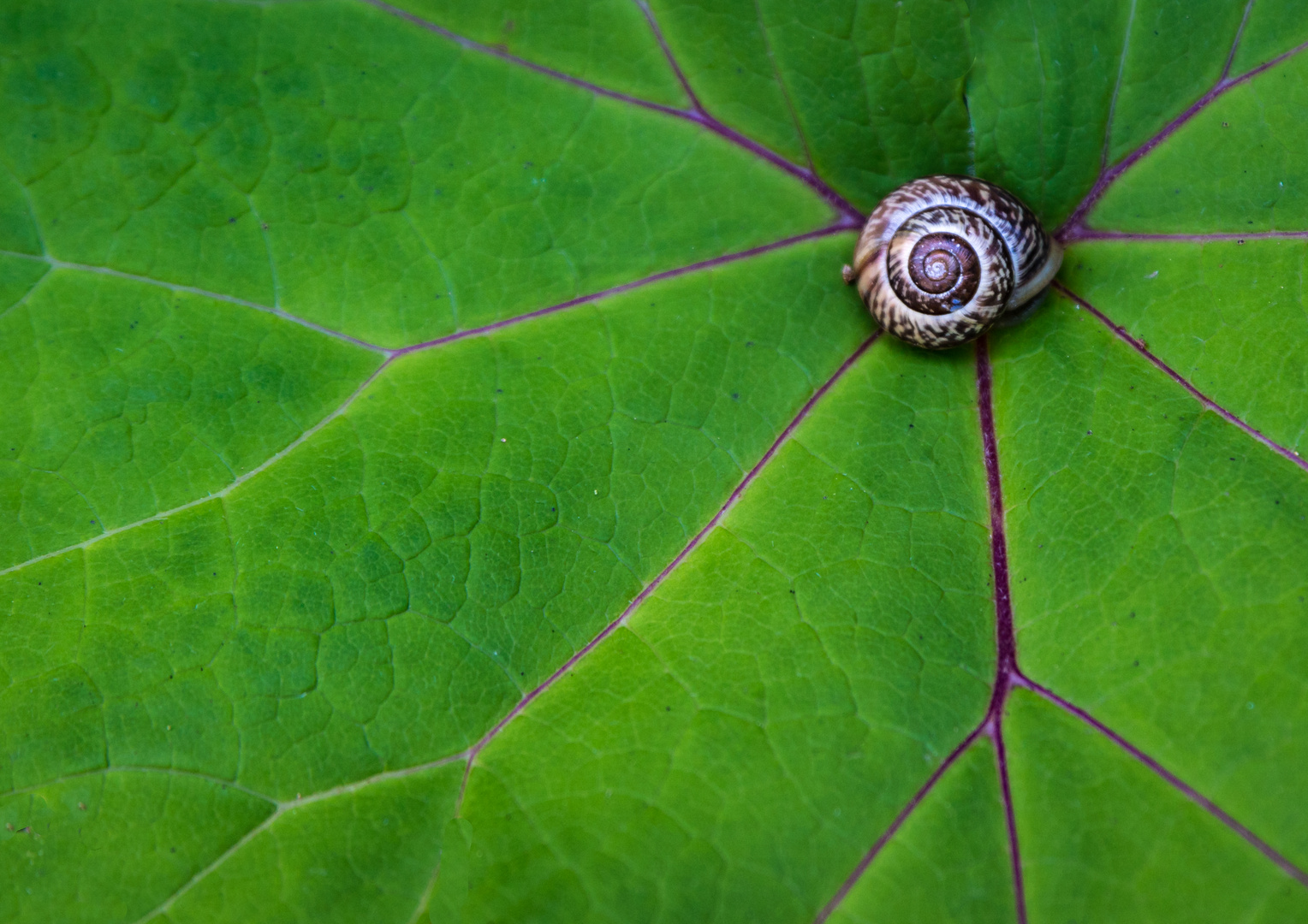 Schnecke