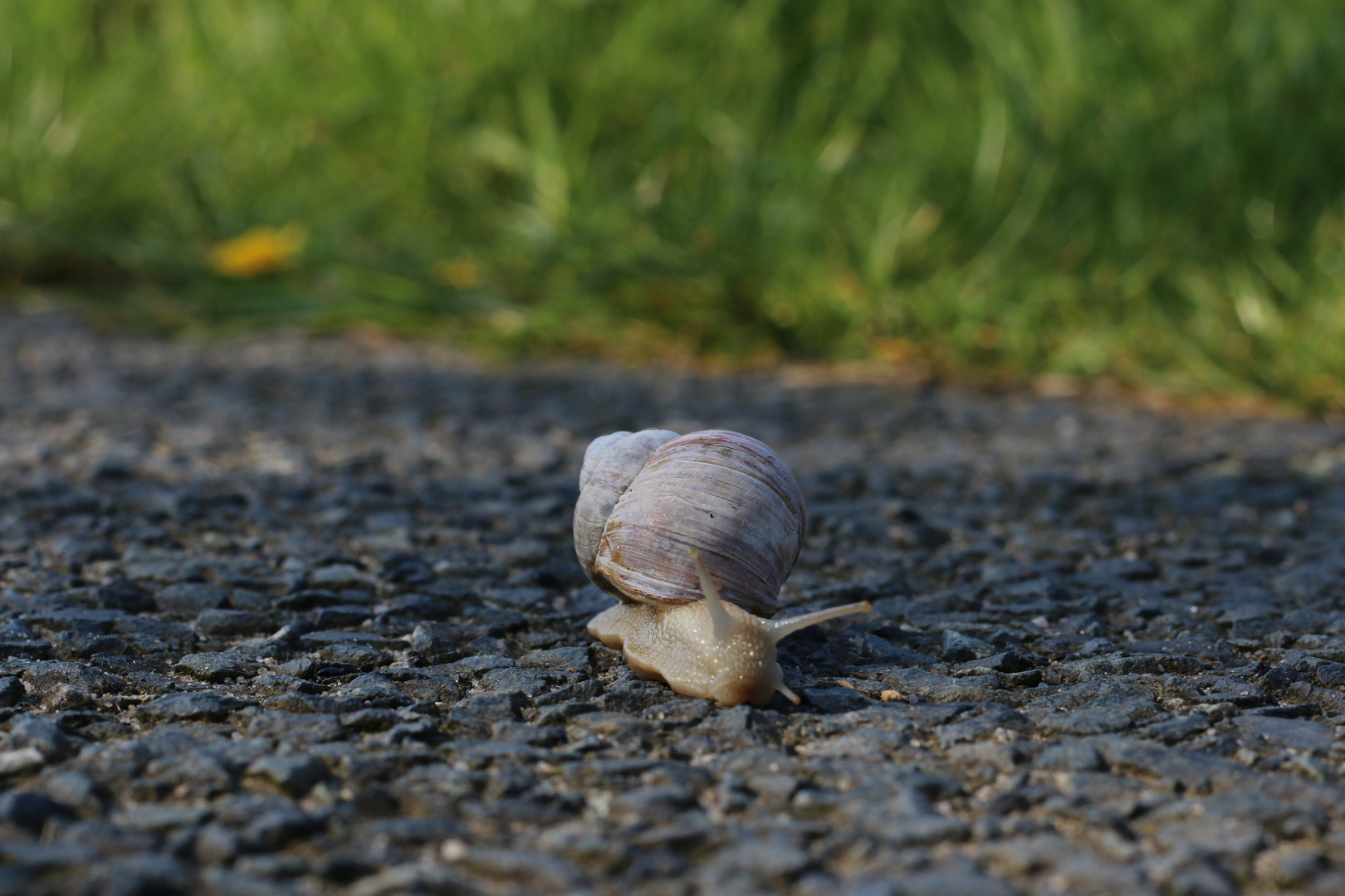 Schnecke