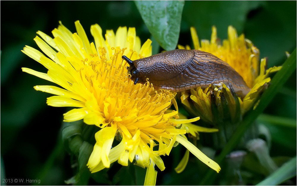 Schnecke